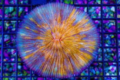 Big SUPER ULTRA Fungia – Indo Glows! (Blue Video Inside!)