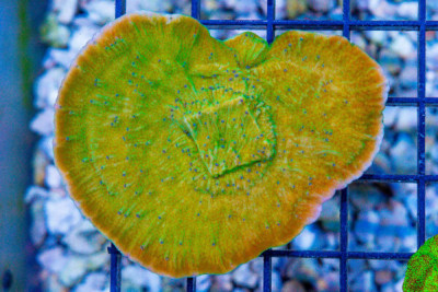 FLOWER PETAL Montipora Frag – Aquacultured (WYSIWYG)