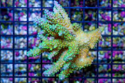 Acropora Colony – Australia (BLUE VIDEO INSIDE!)