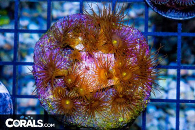 BIG Yellow Polyp Frag Real Reef Base AQUACULTURED