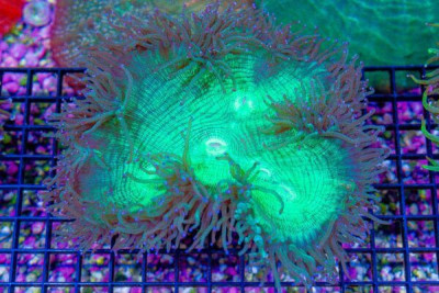 Elegance – Australia OPENS BIG! Flat Bottom