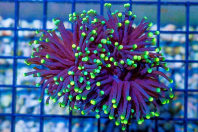 RARE Western Australia Torch – RASTA Frag