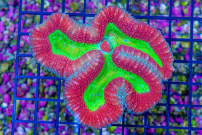 Lobophyllia – Australia Ultra Red w/ Glowing Center