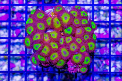 Zoanthid Colony – Indonesia Super ULTRA Glowing Centers! (BLUE VIDEO INSIDE!)