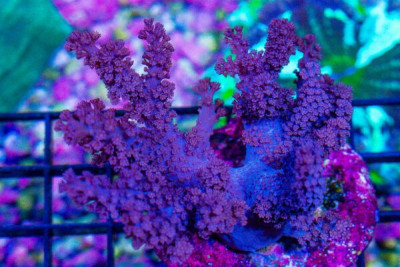 Colt Leather MINI COLONY on Base!