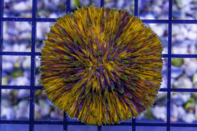 SUPER ULTRA Fungia – Indo (Blue Video Inside!)