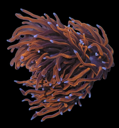 3 heads ultra gold with blue tips torch