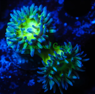 Cornbred's Chronic Duncan