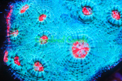 Cornbred's Red Rim Chalice