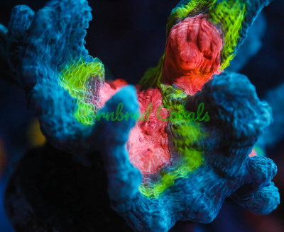 Cornbred's Ultimate Space Invader Pectinia