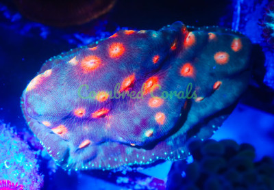 Cornbred Presents Jason Fox's Lava Flow Lepto - WYSIWYG