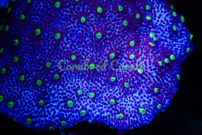 Cornbred's Alien Egg Cyphastrea