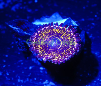 Cornbred's OG Stratosphere Paly - WYSIWYG