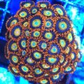 Blondies Zoanthid
