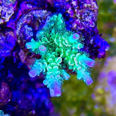 Jason Fox Homewrecker