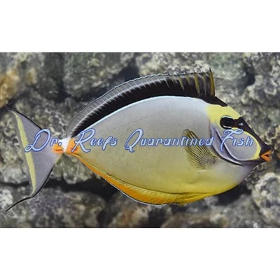 Naso Tang