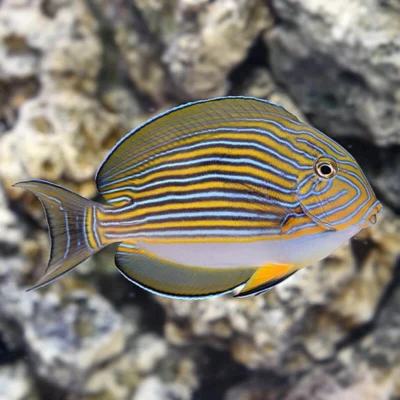 Clown Tang