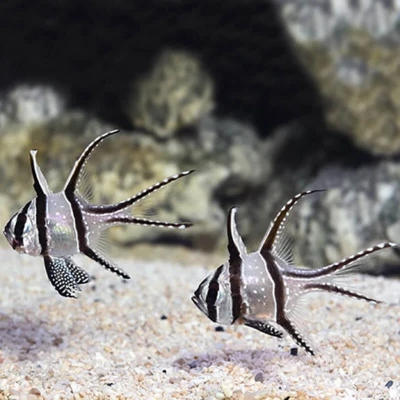 Banggai Cardinal