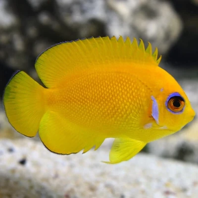 Lemonpeel Angelfish