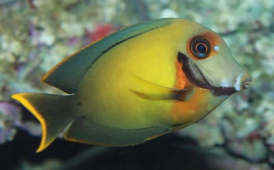 Chocolate Tang