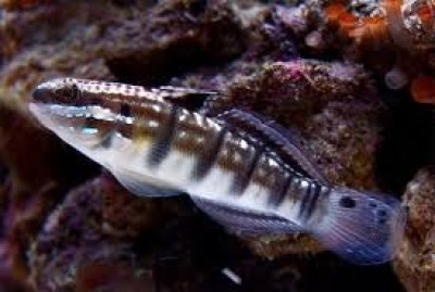 Dragon Goby