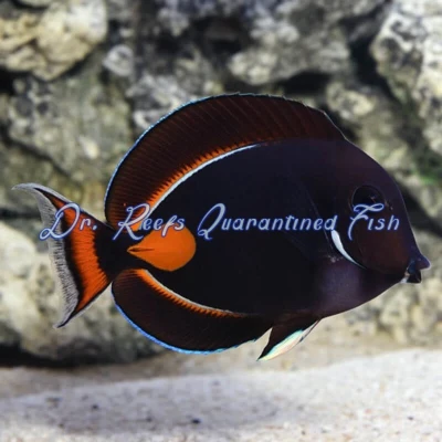 Achilles Tang