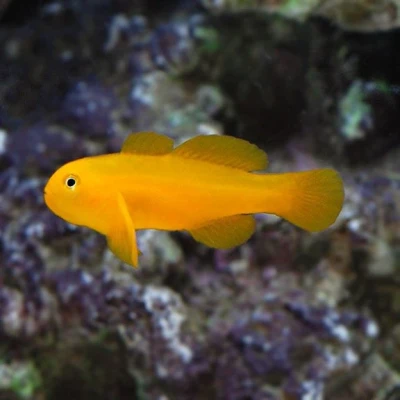 Yellow Clown Goby