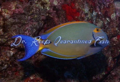 Dussumieri Tang