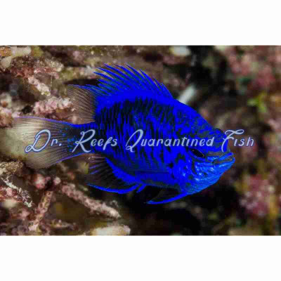 Springeri Damsel