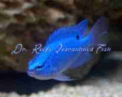 Blue Damselfish
