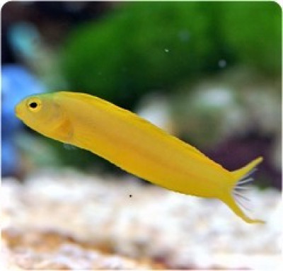 Canary Blenny