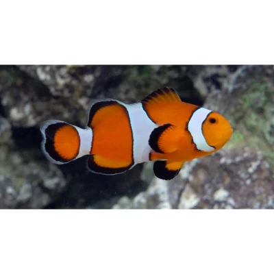 Ocellaris Clownfish