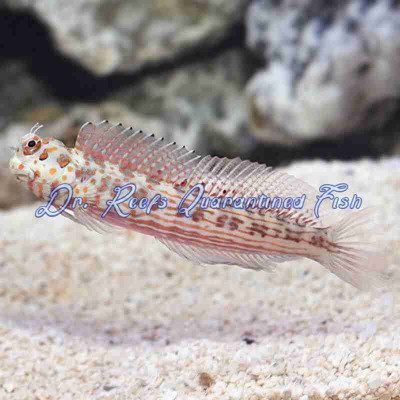 Orange Spotted Blenny