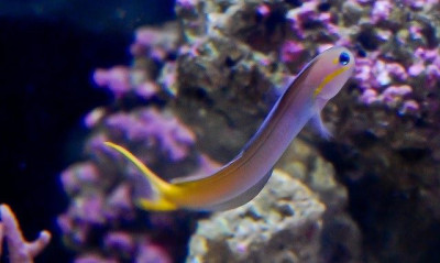 Midas Blenny