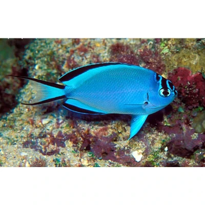 Watanabei Angelfish (Female)