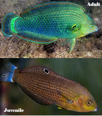 Dusky Margined Wrasse