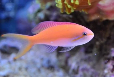Carberryi Anthias