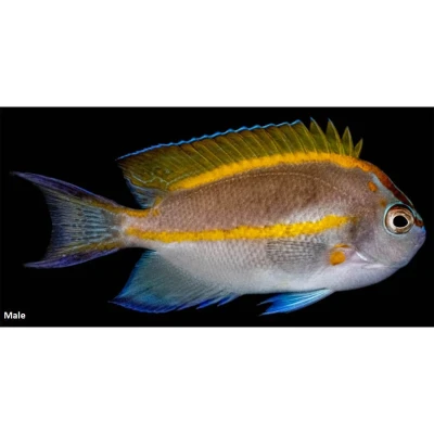 Bellus Angelfish (Male)