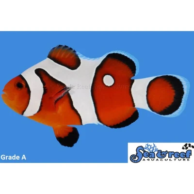DaVinci Clownfish