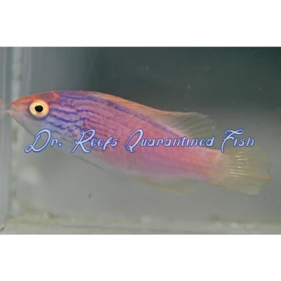 Lineatus Fairy Wrasse (Female)