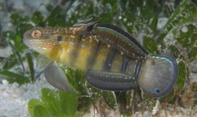 Sleeper Banded Goby