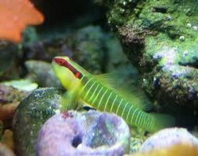 Green Banded Goby