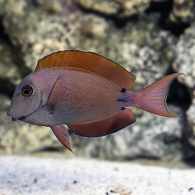 Lavender Tang
