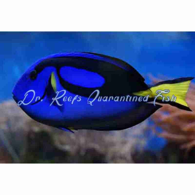 Blue Hippo Tang