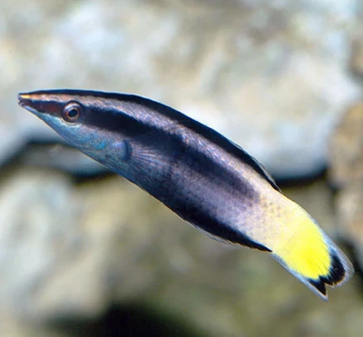 Bicolor Cleaner Wrasse