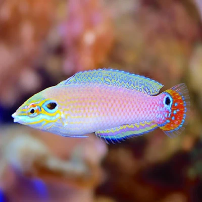 Earmuff Wrasse
