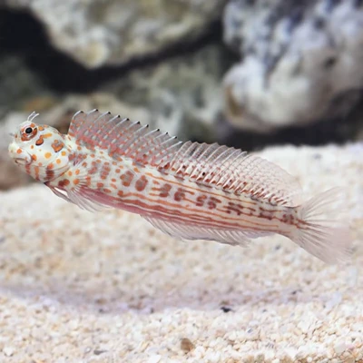 Orange Spotted Blenny