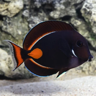 Achilles Tang
