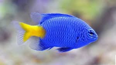 Yellowtail Blue Damsel