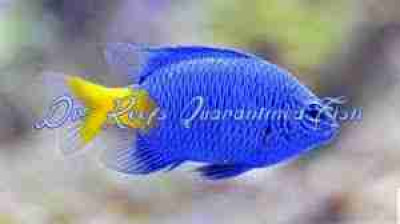 Yellowtail Blue Damsel